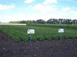 Integra Seed Soybean Plot